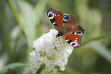 Beautiful butterfly on a flower