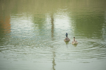 Ducks in a pond