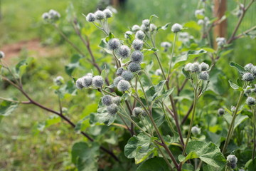 A bush of a two-year-old burdock plant (Arctium lappa) in a natural environment.