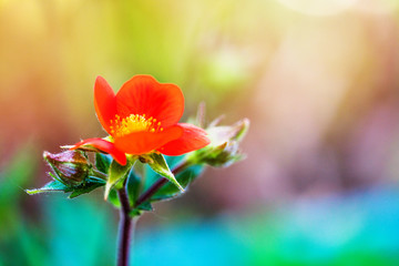 Obraz premium Spring small flower on blurred macro background. Spring or summe
