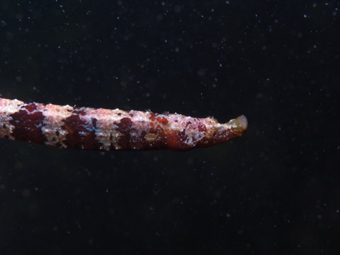 Javelin Pipefish-Lissocampus runa other name: West Australian Smooth Pipefish male, 10cm, Clovelly Pool