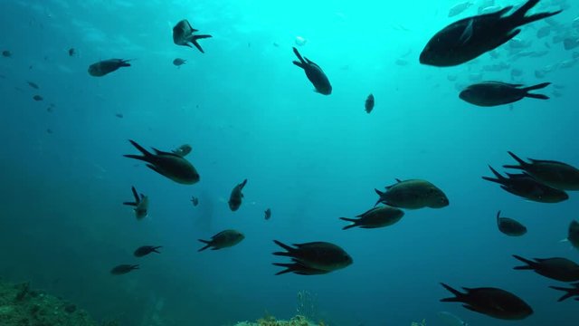 Shoal of fish underwater in the Mediterranean sea, damselfish in foreground with sea bream and a freediver in background, marine reserve of Cerbere Banyuls, Pyrenees-Orientales, Roussillon, France
