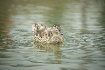 Ducks in a pond