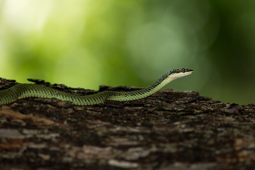 Golden Tree Snake.