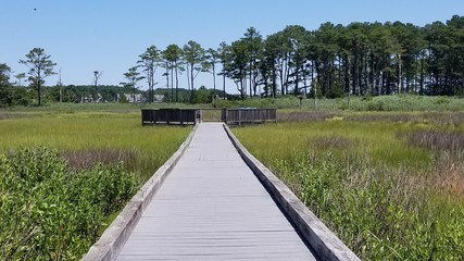 Long wooden pier on a lush green march. Heading towards a wide viewing platform.