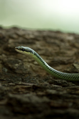 Golden Tree Snake.