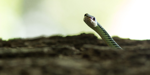 Golden Tree Snake.