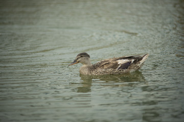 Ducks in a pond