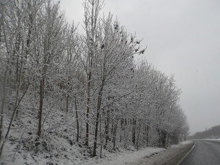 snow trees