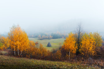 Fototapeta premium Amazing scene on autumn mountains. Yellow and orange trees in fantastic morning sunlight. Carpathians, Europe. Landscape photography