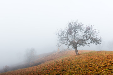 Obraz na płótnie Canvas Amazing scene on autumn mountains. Alone naked tree in fantastic morning mist. Carpathians, Europe. Landscape photography