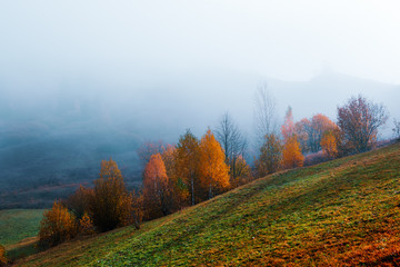 Amazing scene on autumn mountains. Yellow and orange trees in fantastic morning sunlight. Carpathians, Europe. Landscape photography