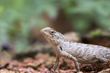 Chameleon