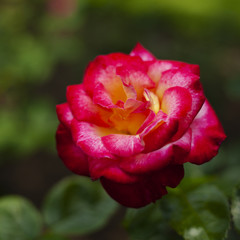 Rose4