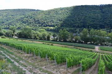 Weinberge bei Pommern an der Mosel