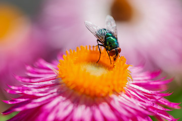closeup of a green fly on a colorful straw flower