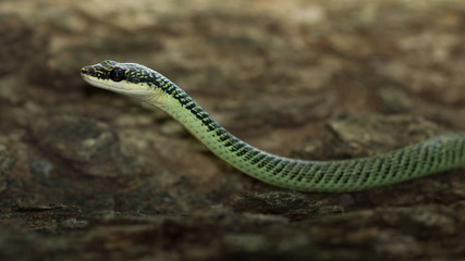 Golden Tree Snake.