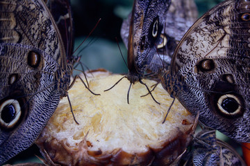 The Owl butterflies