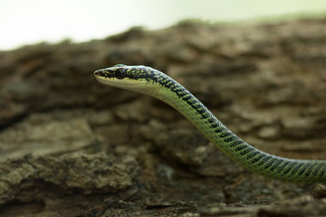 Golden Tree Snake.