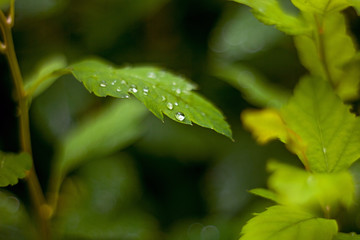 Green leaves with drops of dew after rain with a blurred background
