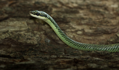 Golden Tree Snake.
