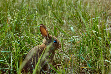 Rabbit in grass