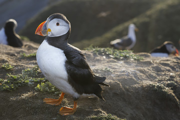 Atlantic Puffin on Skomer Island, Wales