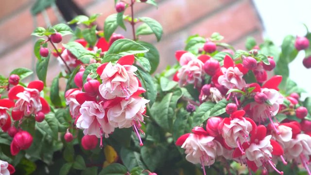 Fuchsia. A popular garden plant that flowers in spring and lasts until October in the UK climate.