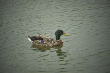 Ducks in a pond