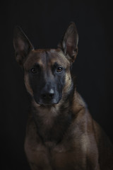 MalinoisStudio
