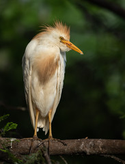 Obraz premium Cattle Egret