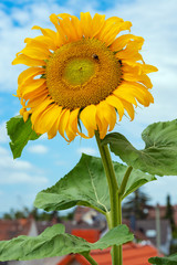 closeup of a beautiful colorful sunflower blossom with two bumble bees