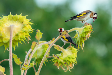 colorful goldfinches on ripe sunflowers