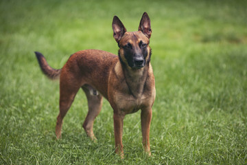 MalinoisintheGrass2