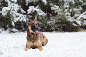 SnowMalinois