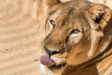 Leão / Lion (Panthera leo)