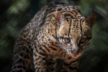 Fototapeta na wymiar Jaguatirica / Ocelot (Leopardus pardalis)