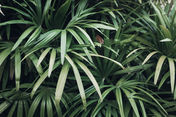 Faded green palm leaves background. Creative layout. Toned image filter