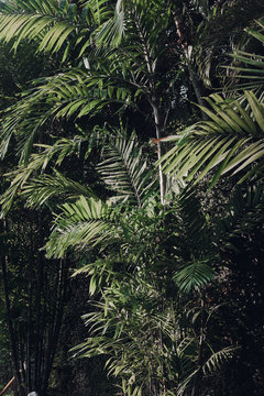 Dark green palm leaves background. Creative layout. Toned image filter