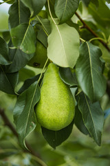 Fresh juicy pears on pear tree branch. Organic pears in natural environment. Crop of pears.
