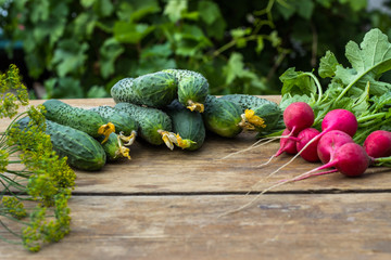 Fresh radish vegetables on the table. Healthy food. Copy space. close-up