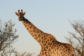 Portrait of wild free roaming giraffe