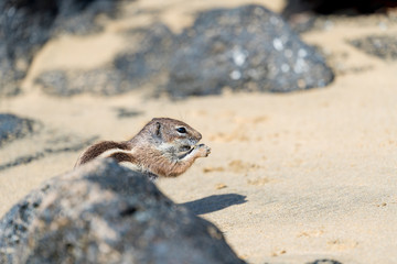 Barbary Ground Squirrel Atlantoxerus getulus on  Fuerteventura, Canary Islands  Spain