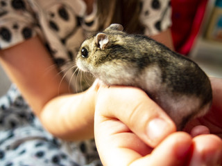 Dzungarian hamster in the hands of a child