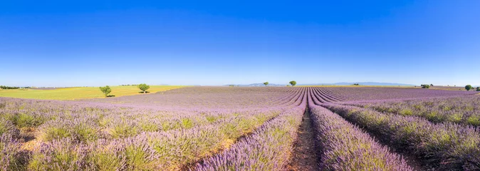 Keuken achterwand Lavendel Panorama van een lavendelveld in Valensole in de Provence, Frankrijk  © FredP