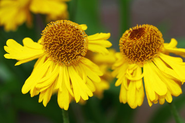 Yellow flowers of Helenium autumnale 'Pumilum Magnificum
