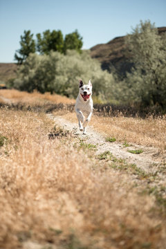 Happy Young Pitbull Puppy Running Down Dirt Road To Welcome His Family Home Excited To See His Owner