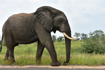 Fototapeta na wymiar elephants in Kruger national park in South Africa