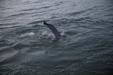 Naklejka premium Dolphin