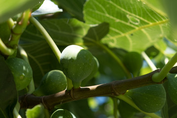Ripe figs on a tree (green figs)